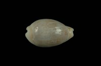 藏品(銀絲寶螺)的圖片